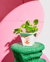 VASE POT RAMEN